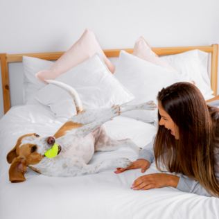Dog Friendly Stays Product Image
