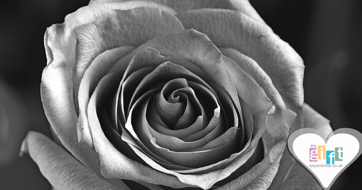 A silver anniversary rose