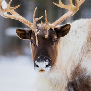 Overnight Stay and Reindeer Experience for Two at Somerset Reindeer Ranch Product Image