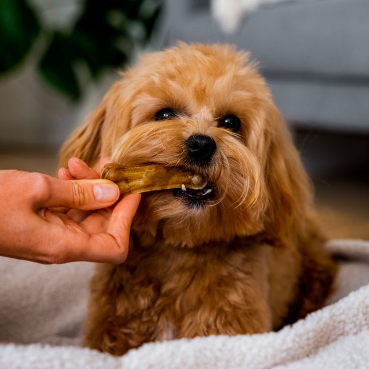 3 Month Dog Treat Subscription product image