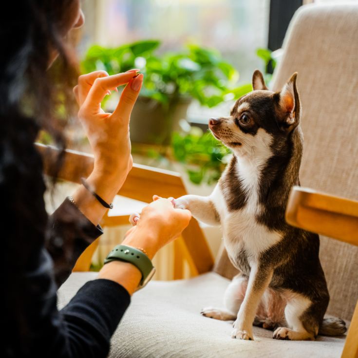 3 Month Dog Treat Subscription product image