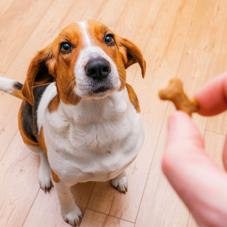 3 Month Dog Treat Subscription product image