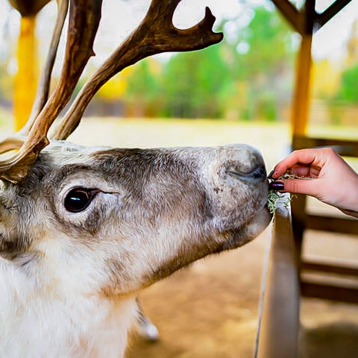 Overnight Stay and Reindeer Experience for Two at Somerset Reindeer Ranch product image