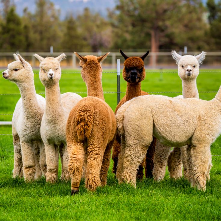 Alpaca Walk for a Family of Four product image