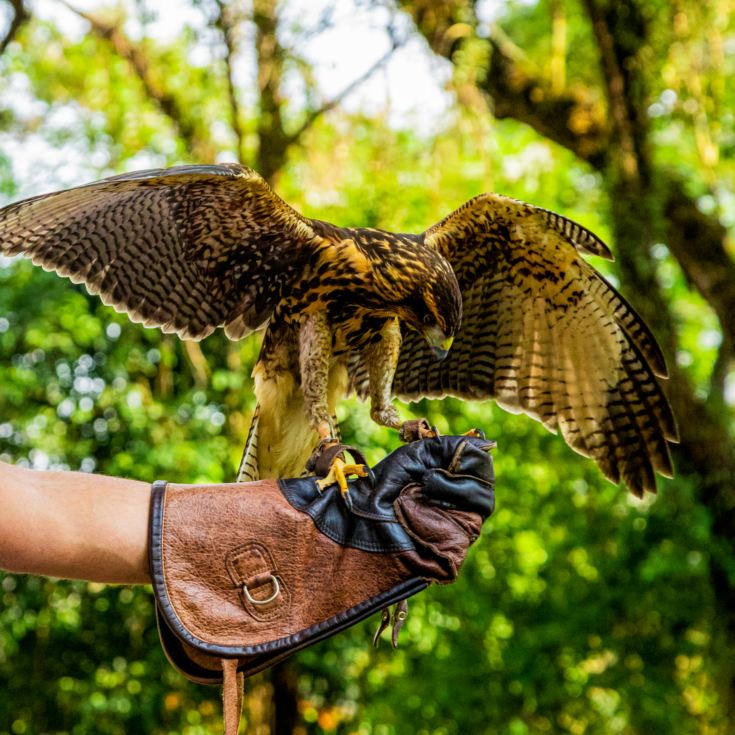 Bird Photography Experience product image