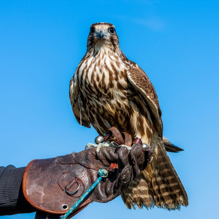 Bird Photography Experience product image