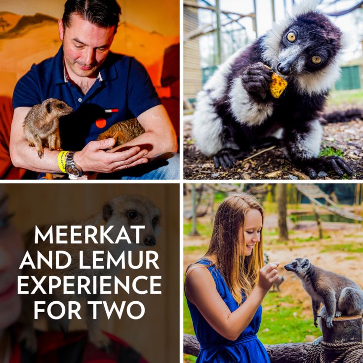 Meerkat and Lemur Experience for Two product image