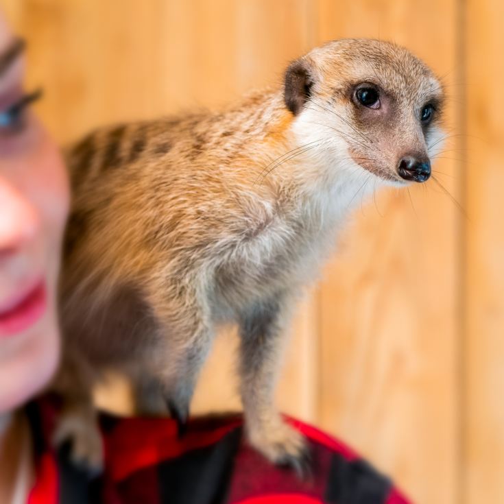 Meerkat and Lemur Experience for Two product image