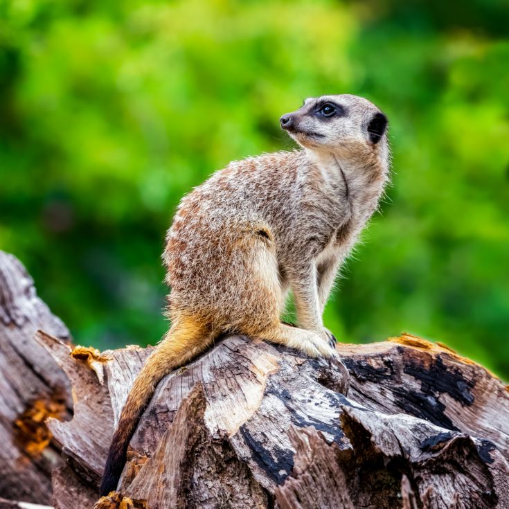 Meerkat and Lemur Experience for Two product image