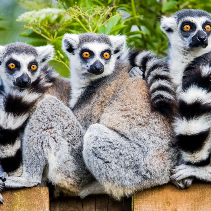 Meerkat and Lemur Experience for Two product image