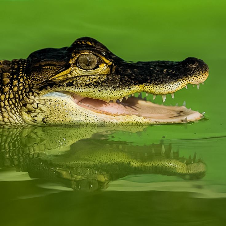 Swimming with Crocodiles for Two & Lunch product image