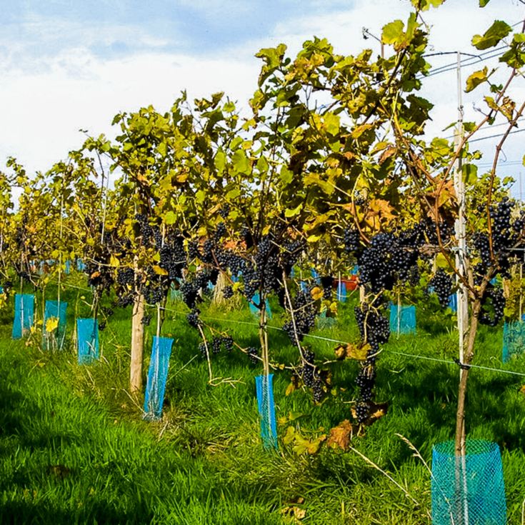 Sedlescombe Vineyard Tour for Two product image