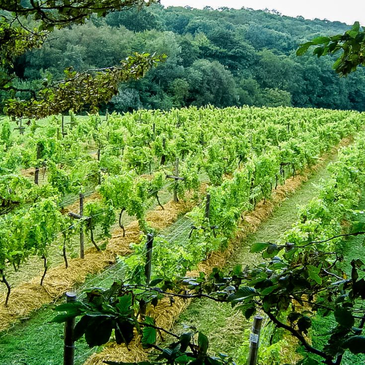 Sedlescombe Vineyard Tour for Two product image