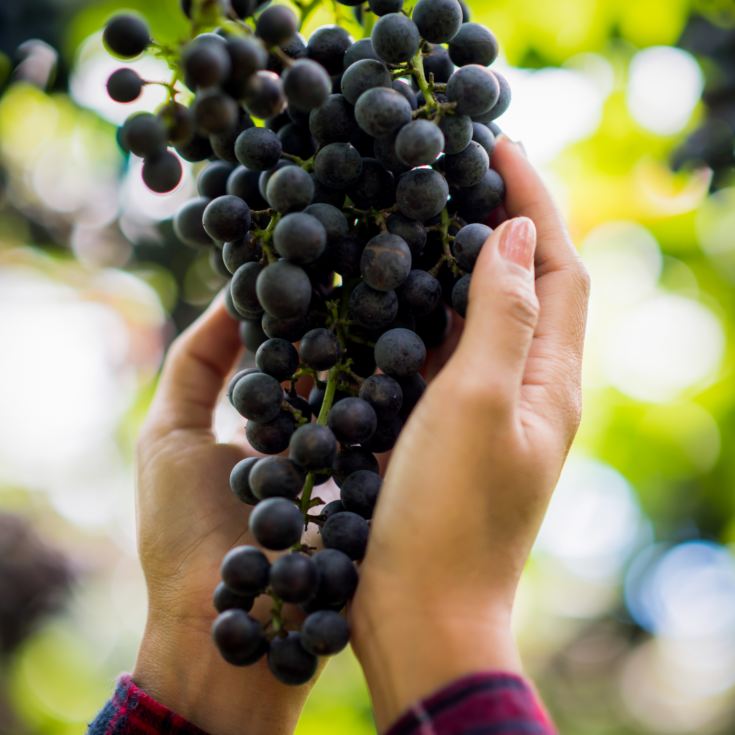 Sedlescombe Vineyard Tour for Two product image