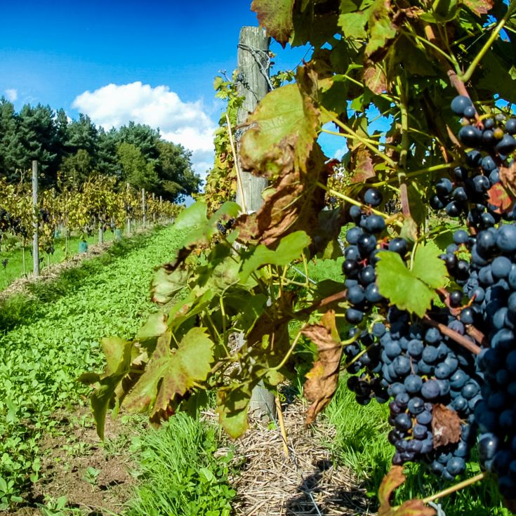 Sedlescombe Vineyard Tour for Two product image