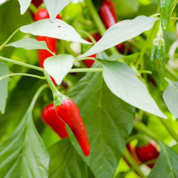 Chilli Experience for Two product image